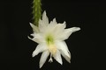 heliocerus speciosus amacamensis 21