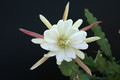 eh beautiful white 5301 3096