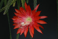 aporocactus peggys cartwheel 1265