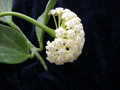 hoya pachyclada 7092 2