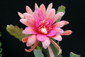 eh royale rose 8890 5159