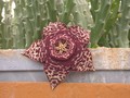 stapelia variegata1