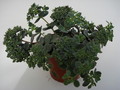 sedum sieboldii 684