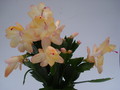 schlumbergera sol brazil 1601