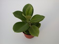 hoya australis behaart 1395
