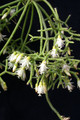 rhipsalis ceruscula 9103