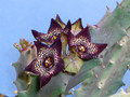 caralluma joannis 1742.jpg