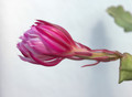 eh himmelsauge 211 07