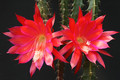 aporocactus luzifer paetz 0654