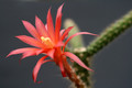 aporocactus felix 0270