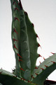 agave palmeri sonoita az 0119