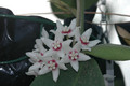 hoya calycina 6581
