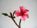 adenium thank mom 01
