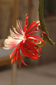 aporocactus peggys cartwheel 1681