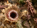 huernia guttaata calitzdorpensis 02