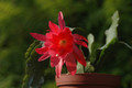 eh cecil cactus 5575 08