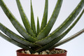 aloe compressa schistophila 8091