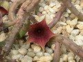 huernia leachii x keniensis04
