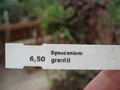 synadenium grantii 9949