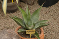 agave gentryi 02