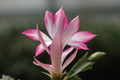 schlumbergera hatherton charm 227