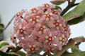 hoya carnosa compacta regalis 9428