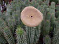 hoodia gordonii 5684