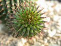 hoodia pilifera 04