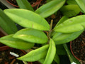 hoya salweenica 01