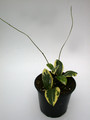 hoya parasitica variegata 3970