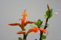 fouquieria formosa 8983