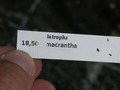 jatropha macrantha 5671