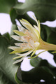 epiphyllum guatemalense monstrosa 119