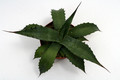 agave potatorum galeana 0113
