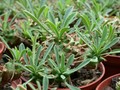 euphorbia suzannae x bupleurifolia
