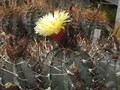 astrophytum niveum swoboda-imp