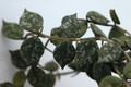 hoya curtisii 6558