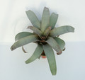 vriesea saundersii 01