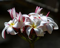 plumeria rot weiss gelb