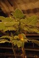 uncarina roeoesliana 06