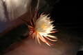 selenicereus muellers mandarin 6776