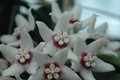 hoya calycina 6586