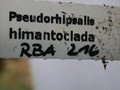 pseudorhipsalis himanthoclada horich rba216 2116