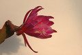 eh epiphyllum society of america 146 02