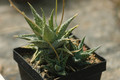 aloe descoignsii 04