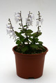 plectranthus ernstii 0884