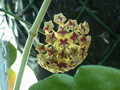 hoya ciliata 3071 1