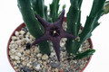 stapelia boylissii andekisaal somerset east 9253