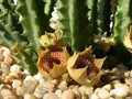 huernia guttata guttata