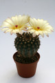 notocactus floricomus wra067 9658